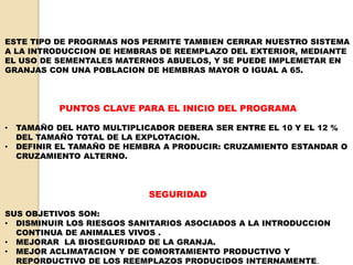 ESTE TIPO DE PROGRMAS NOS PERMITE TAMBIEN CERRAR NUESTRO SISTEMA 
A LA INTRODUCCION DE HEMBRAS DE REEMPLAZO DEL EXTERIOR, MEDIANTE 
EL USO DE SEMENTALES MATERNOS ABUELOS, Y SE PUEDE IMPLEMETAR EN 
GRANJAS CON UNA POBLACION DE HEMBRAS MAYOR O IGUAL A 65. 
PUNTOS CLAVE PARA EL INICIO DEL PROGRAMA 
• TAMAÑO DEL HATO MULTIPLICADOR DEBERA SER ENTRE EL 10 Y EL 12 % 
DEL TAMAÑO TOTAL DE LA EXPLOTACION. 
• DEFINIR EL TAMAÑO DE HEMBRA A PRODUCIR: CRUZAMIENTO ESTANDAR O 
CRUZAMIENTO ALTERNO. 
SEGURIDAD 
SUS OBJETIVOS SON: 
• DISMINUIR LOS RIESGOS SANITARIOS ASOCIADOS A LA INTRODUCCION 
CONTINUA DE ANIMALES VIVOS . 
• MEJORAR LA BIOSEGURIDAD DE LA GRANJA. 
• MEJOR ACLIMATACION Y DE COMORTAMIENTO PRODUCTIVO Y 
REPORDUCTIVO DE LOS REEMPLAZOS PRODUCIDOS INTERNAMENTE. 
 