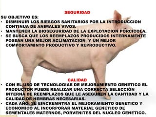 SEGURIDAD 
SU OBJETIVO ES: 
• DISMINUIR LOS RIESGOS SANITARIOS POR LA INTRODUCCION 
CONTINUA DE ANIMALES VIVOS. 
• MANTENER LA BIOSEGURIDAD DE LA EXPLOTACION PORCICOLA. 
• SE BUSCA QUE LOS REEMPLAZOS PRODUCIDOS INTERNAMENTE 
POSEAN UNA MEJOR ACLIMATACION Y UN MEJOR 
COMPORTAMINTO PRODUCTIVO Y REPRODUCTIVO. 
CALIDAD 
• CON EL USO DE TECNOLOGIAS DE MEJORAMIENTO GENETICO EL 
PRODUCTOR PUEDE REALIZAR UNA CORRECTA SELECCIÓN 
INTERNA DE REEMPLAZOS QUE LE ASEGUREN LA CANTIDAD Y LA 
CALIDAD DE HEMBRAS NECESARIAS. 
• CADA AÑO SE EINCREMNTRA EL MEJORAMIENTO GENETICO Y 
ECONOMICO AL INCORPORAR MATERIAL GENETICO DE 
SEMENTALES MATERNOS, PORVENITES DEL NUCLEO GENETICO. 
 