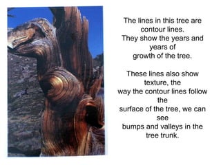The lines in this tree are
contour lines.
They show the years and
years of
growth of the tree.
These lines also show
texture, the
way the contour lines follow
the
surface of the tree, we can
see
bumps and valleys in the
tree trunk.
 