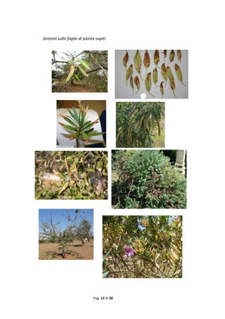 Pag. 12 di 38 
Sintomi sulle foglie di piante ospiti  