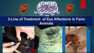 2-Line of Treatment of Eye Affections in Farm
Animals
 