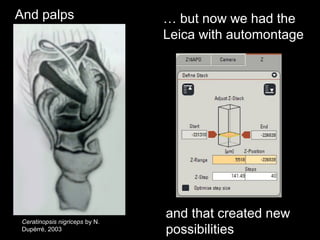 And palps … but now we had the
Leica with automontage
and that created new
possibilities
Ceratinopsis nigriceps by N.
Dupérré, 2003
 
