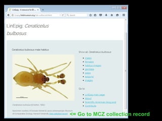 <= Go to MCZ collection record
 