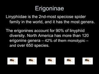 Erigoninae
Linyphiidae is the 2nd-most speciose spider
family in the world, and it has the most genera.
The erigonines account for 90% of linyphiid
diversity. North America has more than 120
erigonine genera – 42% of them monotypic –
and over 650 species.
 