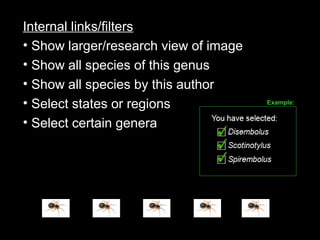 Internal links/filters
• Show larger/research view of image
• Show all species of this genus
• Show all species by this author
• Select states or regions
• Select certain genera
Example:
 