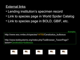 External links
• Lending institution’s specimen record
• Link to species page in World Spider Catalog
• Link to species page in BOLD, GBIF, etc.
http://www.wsc.nmbe.ch/species/14755/Ceraticelus_bulbosus
http://www.boldsystems.org/index.php/TaxBrowser_TaxonPage?
taxon=Ceraticelus+bulbosus
Examples:
 