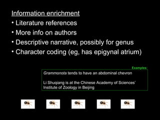 Information enrichment
• Literature references
• More info on authors
• Descriptive narrative, possibly for genus
• Character coding (eg, has epigynal atrium)
Grammonota tends to have an abdominal chevron
Li Shuqiang is at the Chinese Academy of Sciences’
Institute of Zoology in Beijing
Examples:
 