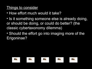 Things to consider
• How effort much would it take?
• Is it something someone else is already doing,
or should be doing, or could do better? (the
classic cybertaxonomy dilemma)
• Should the effort go into imaging more of the
Erigoninae?
 