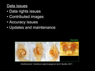 Data issues
• Data rights issues
• Contributed images
• Accuracy issues
• Updates and maintenance
Gnathonarium famelicum palp & epigynum by D. Buckle, 2011
Example:
 