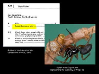 Stylish male Erigone atra
representing the subfamily at Wikipedia
Spiders of North America: An
Identification Manual, 2005
 
