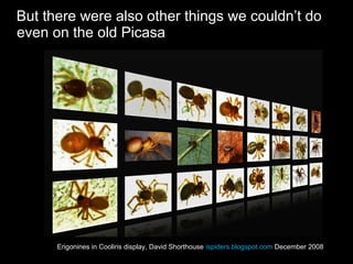 But there were also other things we couldn’t do
even on the old Picasa
Erigonines in Cooliris display, David Shorthouse ispiders.blogspot.com December 2008
 