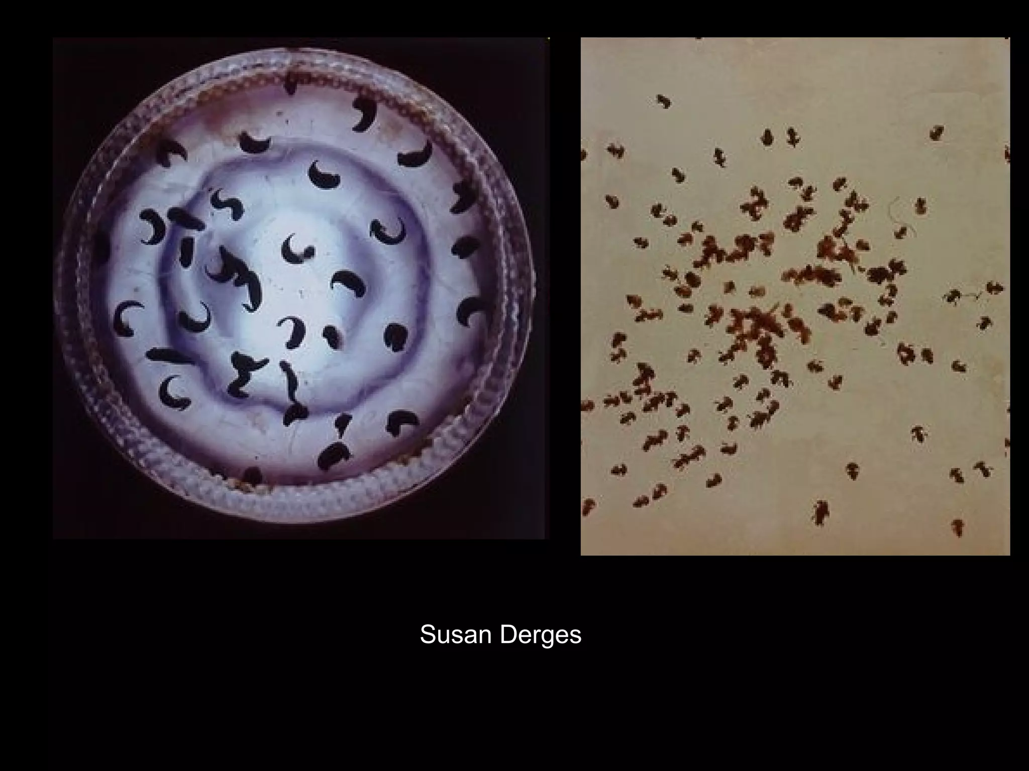 Susan Derges

 