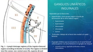 GANGLIOS LINFÁTICOS
INGUINALES
Separados por la fascia lata:
• Superficiales: cinco grupos según el punto de
terminación de la vena safena magna:
• Superomedial
• Superolateral
• Inferomedial
• Inferolateral
• Central
• Profundos: debajo de la fascia lata medial a la vena
femoral.
• El ganglio linfático que se encuentra en el canal femoral
anterosuperior a la vena femoral es el ganglio de Cloquet
• conexión entre g. inguinales profundos e ilíacos
/obturadores.
 