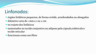 Linfonodos:
 órgãos linfáticos pequenos, de forma ovóide, arredondados ou alongados
 diâmetro varia de 1 mm a 1 ou 2 cm
 no trajeto dos linfáticos
 sustentados no tecido conjuntivo ou adiposo pela cápsula,tubérculo e
tecido reticular
 funcionam como um filtro
 