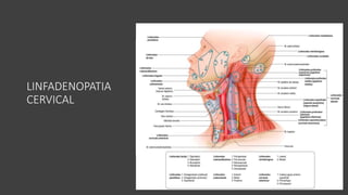 LINFADENOPATIA
CERVICAL
 