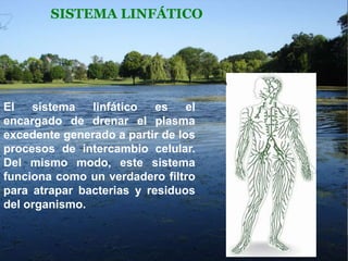 SISTEMA LINFÁTICO

El
sistema
linfático
es
el
encargado de drenar el plasma
excedente generado a partir de los
procesos de intercambio celular.
Del mismo modo, este sistema
funciona como un verdadero filtro
para atrapar bacterias y residuos
del organismo.

 