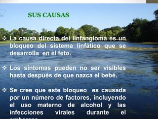 SUS CAUSAS

 La causa directa del linfangioma es un
bloqueo del sistema linfático que se
desarrolla en el feto.

 Los síntomas pueden no ser visibles
hasta después de que nazca el bebé.
 Se cree que este bloqueo es causada
por un número de factores, incluyendo
el uso materno de alcohol y las
infecciones
virales
durante
el

 