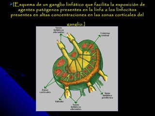 [Esquema de un ganglio linfático que facilita la exposición de
   agentes patógenos presentes en la linfa a los linfocitos
presentes en altas concentraciones en las zonas corticales del

                          ganglio.]
 