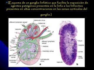 [Esquema de un ganglio linfático que facilita la exposición de
   agentes patógenos presentes en la linfa a los linfocitos
presentes en altas concentraciones en las zonas corticales del

                          ganglio.]
 