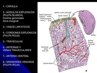 1.- CÁPSULA

2.- NODULOS ESPLENICOS
(PULPA BLANCA)
Centros germinales
Zona marginal

3.- VASOS LINFATICOS

4.- CORDONES ESPLENICOS
(PULPA ROJA)

5.- TRAVECULAS

6.- ARTERIAS Y
VENAS TRAVECULARES

7.- ARTERIA CENTRAL

8.- SINOSOIDES VENOSOS
(PULPA ROJA)
 