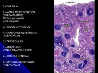 1.- CÁPSULA

2.- NODULOS ESPLENICOS
(PULPA BLANCA)
Centros germinales
Zona marginal

3.- VASOS LINFATICOS

4.- CORDONES ESPLENICOS
(PULPA ROJA)

5.- TRAVECULAS

6.- ARTERIAS Y
VENAS TRAVECULARES

7.- ARTERIA CENTRAL

8.- SINOSOIDES VENOSOS
(PULPA ROJA)
 
