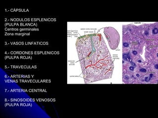 1.- CÁPSULA

2.- NODULOS ESPLENICOS
(PULPA BLANCA)
Centros germinales
Zona marginal

3.- VASOS LINFATICOS

4.- CORDONES ESPLENICOS
(PULPA ROJA)

5.- TRAVECULAS

6.- ARTERIAS Y
VENAS TRAVECULARES

7.- ARTERIA CENTRAL

8.- SINOSOIDES VENOSOS
(PULPA ROJA)
 
