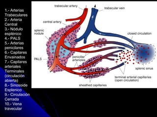 1.- Arterias
Trabeculares
2.- Arteria
Central
3.- Nódulo
esplénico
4.- PALS
5.- Arterias
penicilares
6.- Capilares
Envainados
7.- Capilares
arteriales
Terminales
(circulación
abierta)
8.- Sinosoide
Esplenico
9.- Circulación
Cerrada
10.- Vena
travecular
 