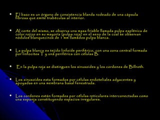    El bazo es un órgano de consistencia blanda rodeado de una cápsula
    fibrosa que emite trabéculas al interior.


   Al corte del mismo, se observa una masa friable llamada pulpa esplénica de
    color rojizo en su mayoría (pulpa roja) en el seno de la cual se observan
    nódulos blanquecinos de 1 mm llamados pulpa blanca.


   La pulpa blanca es tejido linfoide periférico, con una zona central formada
    por linfocitos T y una periférica con células B.


   En la pulpa roja se distinguen los sinusoides y los cordones de Billroth.


   Los sinusoides esta formados por células endoteliales adyacentes y
    apoyadas en una membrana basal fenestrada.


   Los cordones están formados por células reticulares interconectadas como
    una esponja constituyendo espacios irregulares.
 