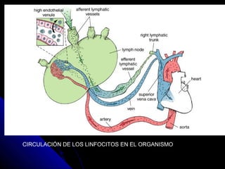 CIRCULACIÓN DE LOS LINFOCITOS EN EL ORGANISMO
 