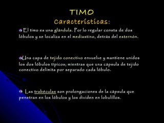 TIMO
                 Características :
  El timo es una glándula. Por lo regular consta de dos
lóbulos y se localiza en el mediastino, detrás del esternón.




 Una capa de tejido conectivo envuelve y mantiene unidos
los dos lóbulos típicos; mientras que una cápsula de tejido
conectivo delimita por separado cada lóbulo .




  Las trabéculas son prolongaciones de la cápsula que
penetran en los lóbulos y los dividen en lobulillos.
 