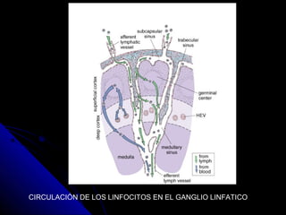 CIRCULACIÓN DE LOS LINFOCITOS EN EL GANGLIO LINFATICO
 
