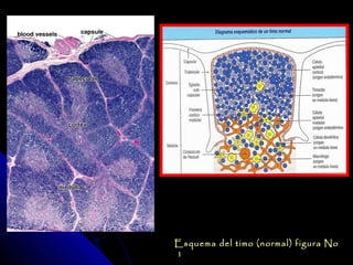Esquema del timo (normal) figura No
1
 