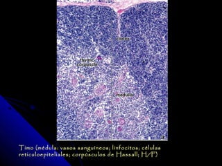 Timo (médula: vasos sanguíneos; linfocitos; células
reticuloepiteliales; corpúsculos de Hassall; H /F)
 
