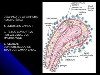 DIAGRAMA DE LA BARRERA
HEMATOTÍMICA

1.-ENDOTELIO CAPILAR

2.- TEJIDO CONJUNTIVO
PERIVASCUCAL CON
MACROFAGOS

3.- CÉLULAS
ESPINORETICULARES
TIPO I CON LAMINA BASAL
 