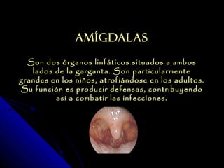 Amígdalas

  Son dos órganos linfáticos situados a ambos
   lados de la garganta. Son particularmente
grandes en los niños, atrofiándose en los adultos.
Su función es producir defensas, contribuyendo
         así a combatir las infecciones.
 