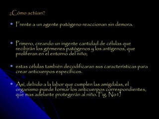¿Cómo actúan?

  Frente a un agente patógeno reaccionan sin demora.


  Primero, creando un ingente cantidad de células que
  recibirán los gérmenes patógenos y los antígenos, que
  proliferan en el entorno del niño;

  estas células también decodificaran sus características para
  crear anticuerpos específicos.

  Así, debido a la labor que cumplen las amígdalas, el
  organismo puede formar los anticuerpos correspondientes,
  que mas adelante protegerán al niño. Fig. No1)
 
