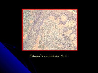 Fotografía microscópica No 2
 