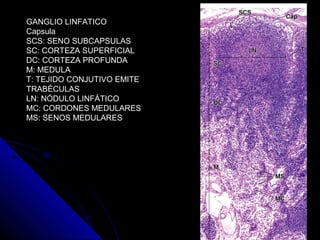 GANGLIO LINFATICO
Capsula
SCS: SENO SUBCAPSULAS
SC: CORTEZA SUPERFICIAL
DC: CORTEZA PROFUNDA
M: MEDULA
T: TEJIDO CONJUTIVO EMITE
TRABÉCULAS
LN: NÓDULO LINFÁTICO
MC: CORDONES MEDULARES
MS: SENOS MEDULARES
 