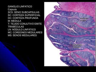 GANGLIO LINFATICO
Capsula
SCS: SENO SUBCAPSULAS
SC: CORTEZA SUPERFICIAL
DC: CORTEZA PROFUNDA
M: MEDULA
T: TEJIDO CONJUTIVO EMITE
TRABÉCULAS
LN: NÓDULO LINFÁTICO
MC: CORDONES MEDULARES
MS: SENOS MEDULARES
 