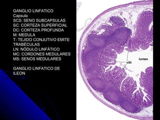 GANGLIO LINFATICO
Capsula
SCS: SENO SUBCAPSULAS
SC: CORTEZA SUPERFICIAL
DC: CORTEZA PROFUNDA
M: MEDULA
T: TEJIDO CONJUTIVO EMITE
TRABÉCULAS
LN: NÓDULO LINFÁTICO
MC: CORDONES MEDULARES
MS: SENOS MEDULARES

GANGLIO LINFATICO DE
ILEON
 