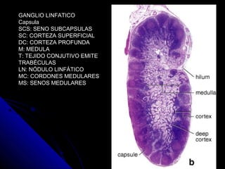 GANGLIO LINFATICO
Capsula
SCS: SENO SUBCAPSULAS
SC: CORTEZA SUPERFICIAL
DC: CORTEZA PROFUNDA
M: MEDULA
T: TEJIDO CONJUTIVO EMITE
TRABÉCULAS
LN: NÓDULO LINFÁTICO
MC: CORDONES MEDULARES
MS: SENOS MEDULARES
 