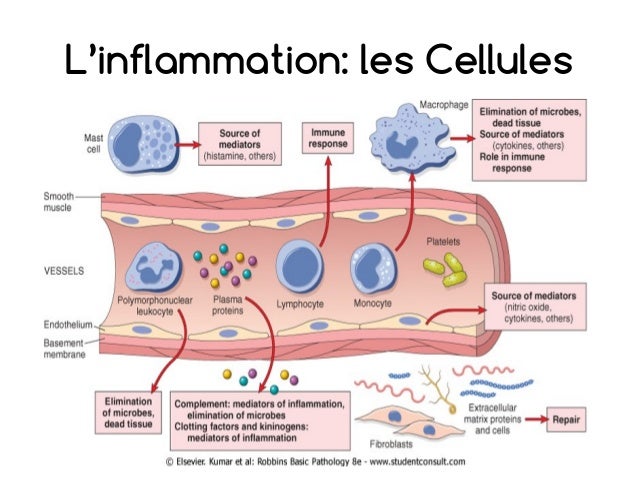 L'inflammation