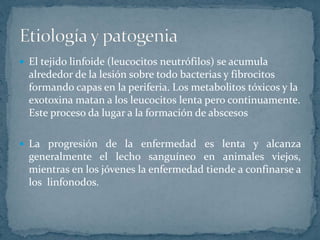  El tejido linfoide (leucocitos neutrófilos) se acumula
alrededor de la lesión sobre todo bacterias y fibrocitos
formando capas en la periferia. Los metabolitos tóxicos y la
exotoxina matan a los leucocitos lenta pero continuamente.
Este proceso da lugar a la formación de abscesos
La progresión de la enfermedad es lenta y alcanza
generalmente el lecho sanguíneo en animales viejos,
mientras en los jóvenes la enfermedad tiende a confinarse a
los linfonodos.