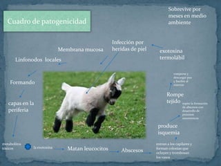 Membrana mucosa
Sobrevive por
meses en medio
ambiente
exotoxina
termolábil
Infección por
heridas de piel
Linfonodos locales
Formando
capas en la
periferia
metabolitos
tóxicos la exotoxina Matan leucocitos Abscesos
entran a los capilares y
forman colonias que
ocluyen y trombosan
los vasos
produce
isquemia
repite la formación
de abscesos con
desarrollo de
procesos
neumónicos
Rompe
tejido
romperse y
descargar pus
y bacilos al
exterior
Cuadro de patogenicidad