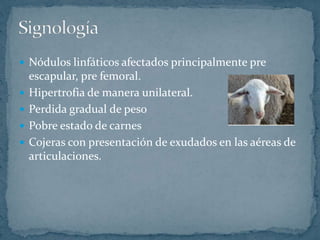  Nódulos linfáticos afectados principalmente pre
escapular, pre femoral.
Hipertrofia de manera unilateral.
Perdida gradual de peso
Pobre estado de carnes
Cojeras con presentación de exudados en las aéreas de
articulaciones.