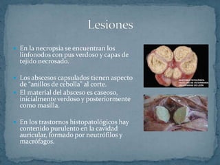  En la necropsia se encuentran los
linfonodos con pus verdoso y capas de
tejido necrosado.
Los abscesos capsulados tienen aspecto
de “anillos de cebolla” al corte.
El material del absceso es caseoso,
inicialmente verdoso y posteriormente
como masilla.
En los trastornos histopatológicos hay
contenido purulento en la cavidad
auricular, formado por neutrófilos y
macrófagos.