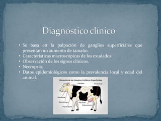 • Se basa en la palpación de ganglios superficiales que
presentan un aumento de tamaño.
• Características macroscópicas de los exudados.
• Observación de los signos clínicos.
• Necropsia.
• Datos epidemiológicos como la prevalencia local y edad del
animal.