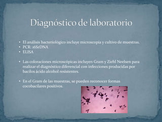• El análisis bacteriológico incluye microscopía y cultivo de muestras.
• PCR: 16SrDNA
• ELISA
• Las coloraciones microscópicas incluyen Gram y Ziehl Neelsen para
realizar el diagnóstico diferencial con infecciones producidas por
bacilos ácido alcohol resistentes.
• En el Gram de las muestras, se pueden reconocer formas
cocobacilares positivos.