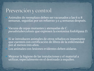  Animales de reemplazo deben ser vacunados a las 6 u 8
semanas, seguidas por un refuerzo 3 o 4 semanas después.
Vacuna de cepas mutantes y atenuadas de C.
pseudotuberculosis que expresen la exotoxina fosfolipasa D.
Si se introducen animales de otros rebaños es importante
que cuenten con certificación de libres de la enfermedad
por al menos tres años.
Los animales con lesiones evidentes deben aislarse.
Mejorar la higiene de las instalaciones y el material a
utilizar, especialmente en el destinado a esquileo.