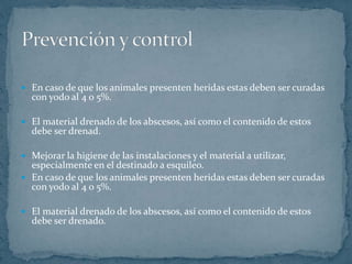  En caso de que los animales presenten heridas estas deben ser curadas
con yodo al 4 o 5%.
El material drenado de los abscesos, así como el contenido de estos
debe ser drenad.
Mejorar la higiene de las instalaciones y el material a utilizar,
especialmente en el destinado a esquileo.
En caso de que los animales presenten heridas estas deben ser curadas
con yodo al 4 o 5%.
El material drenado de los abscesos, así como el contenido de estos
debe ser drenado.